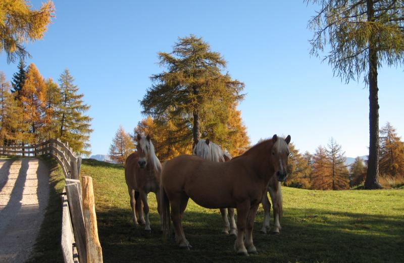 Reiten