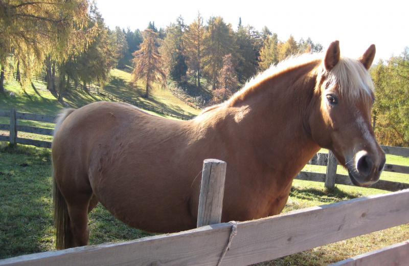 Reiten