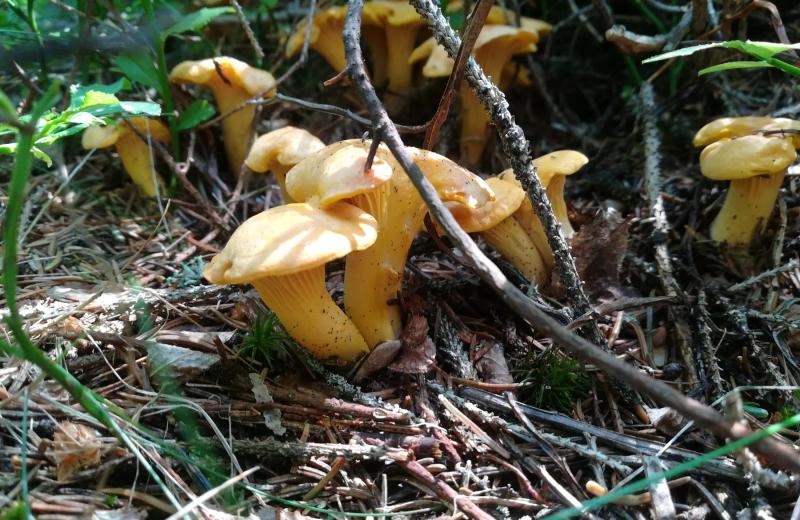 Von Frühlingsduft bis Winterzauber
