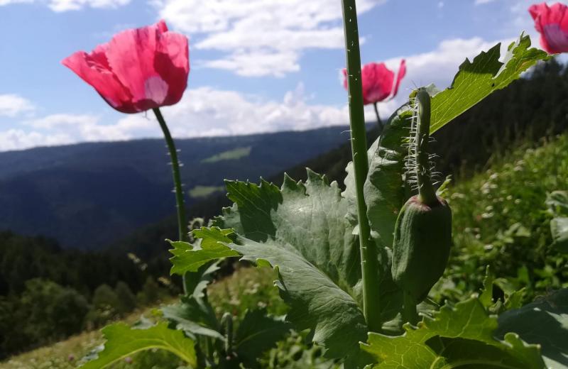 Von Frühlingsduft bis Winterzauber