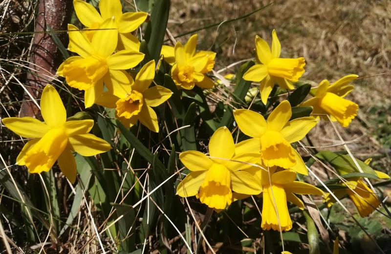 Von Frühlingsduft bis Winterzauber