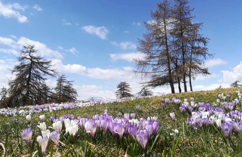 Von Frühlingsduft bis Winterzauber