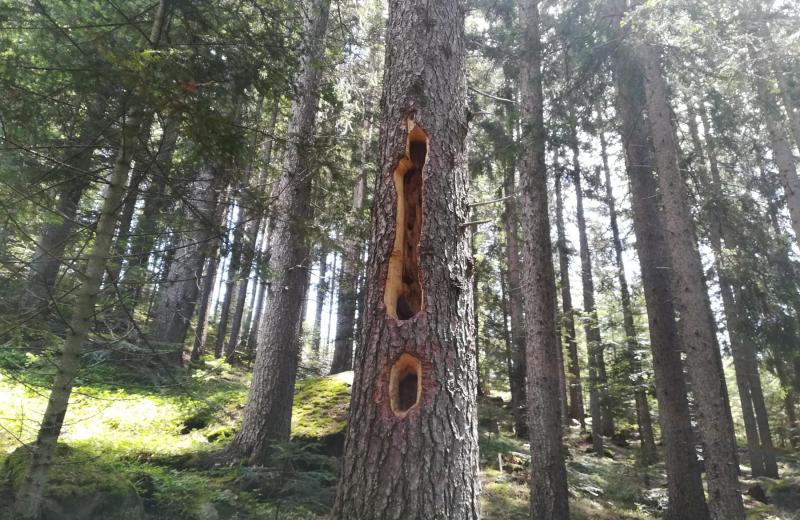 Von Frühlingsduft bis Winterzauber