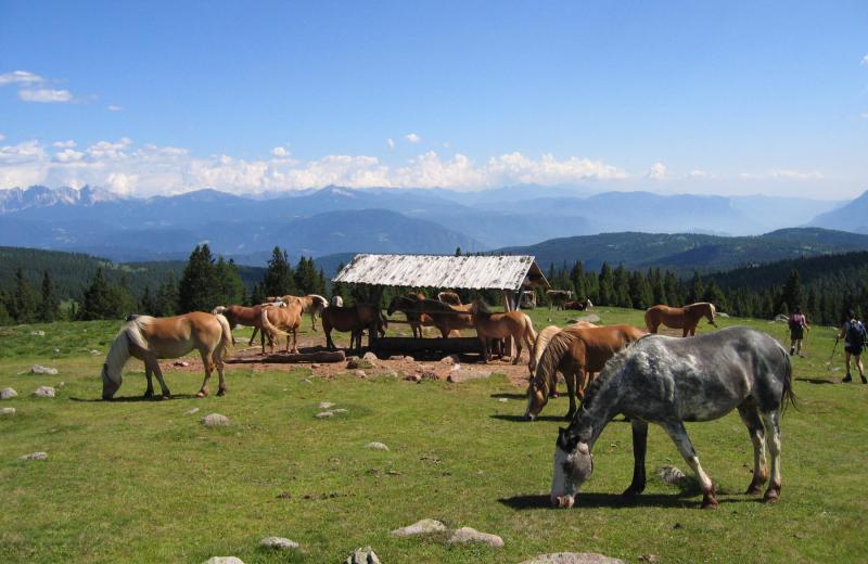 Reiten